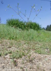 Harkness's linanthus (<em>Leptosiphon harknessii</em>)