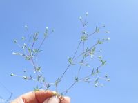 Harkness's linanthus (<em>Leptosiphon harknessii</em>)