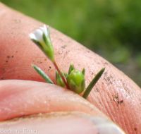 Harkness's linanthus (<em>Leptosiphon harknessii</em>)