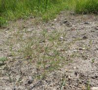 Harkness's linanthus (<em>Leptosiphon harknessii</em>)