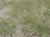 Harkness's linanthus (<em>Leptosiphon harknessii</em>)