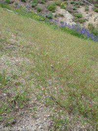 Harkness's linanthus (<em>Leptosiphon harknessii</em>)