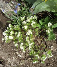 Nuttall's linanthus (<em>Leptosiphon nuttallii ssp. nuttallii</em>)