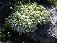 Nuttall's linanthus (<em>Leptosiphon nuttallii ssp. nuttallii</em>)