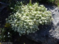 Nuttall's linanthus (<em>Leptosiphon nuttallii ssp. nuttallii</em>)