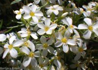 Nuttall's linanthus (<em>Leptosiphon nuttallii ssp. nuttallii</em>)