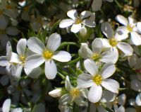 Nuttall's linanthus (<em>Leptosiphon nuttallii ssp. nuttallii</em>)