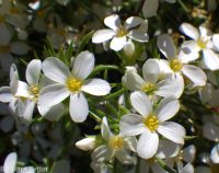 Nuttall's linanthus (<em>Leptosiphon nuttallii ssp. nuttallii</em>)