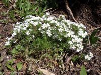 Nuttall's linanthus (<em>Leptosiphon nuttallii ssp. nuttallii</em>)