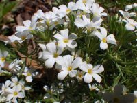 Nuttall's linanthus (<em>Leptosiphon nuttallii ssp. nuttallii</em>)