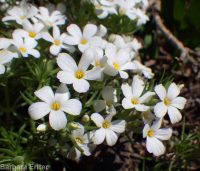Nuttall's linanthus (<em>Leptosiphon nuttallii ssp. nuttallii</em>)