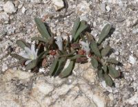 Sacajawea's bitterroot (<em>Lewisia sacajaweana</em>)