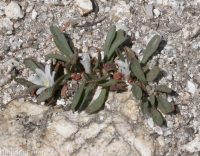 Sacajawea's bitterroot (<em>Lewisia sacajaweana</em>)