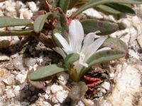 Sacajawea's bitterroot (<em>Lewisia sacajaweana</em>)