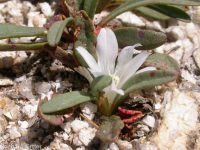 Sacajawea's bitterroot (<em>Lewisia sacajaweana</em>)
