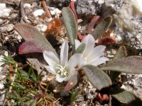 Sacajawea's bitterroot (<em>Lewisia sacajaweana</em>)
