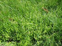 lindernia, false-pimpernel, moist bank pimpernel (<em>Lindernia dubia</em>)