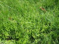 lindernia, false-pimpernel, moist bank pimpernel (<em>Lindernia dubia</em>)