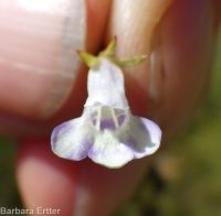 lindernia, false-pimpernel, moist bank pimpernel (<em>Lindernia dubia</em>)