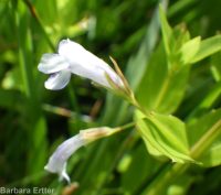 lindernia, false-pimpernel, moist bank pimpernel (<em>Lindernia dubia</em>)