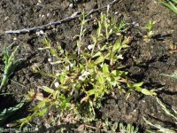 lindernia, false-pimpernel, moist bank pimpernel (<em>Lindernia dubia</em>)