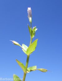 lindernia, false-pimpernel, moist bank pimpernel (<em>Lindernia dubia</em>)