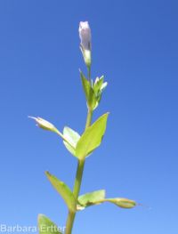 lindernia, false-pimpernel, moist bank pimpernel (<em>Lindernia dubia</em>)