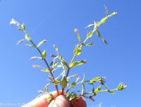 lindernia, false-pimpernel, moist bank pimpernel (<em>Lindernia dubia</em>)