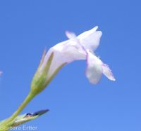 lindernia, false-pimpernel, moist bank pimpernel (<em>Lindernia dubia</em>)