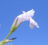 lindernia, false-pimpernel, moist bank pimpernel (<em>Lindernia dubia</em>)