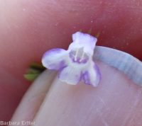 lindernia, false-pimpernel, moist bank pimpernel (<em>Lindernia dubia</em>)