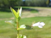 lindernia, false-pimpernel, moist bank pimpernel (<em>Lindernia dubia</em>)