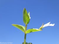 lindernia, false-pimpernel, moist bank pimpernel (<em>Lindernia dubia</em>)