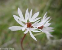 bulbous woodlandstar or prairiestar (<em>Lithophragma glabrum</em>)