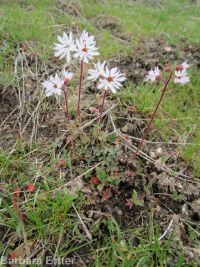bulbous woodlandstar or prairiestar (<em>Lithophragma glabrum</em>)