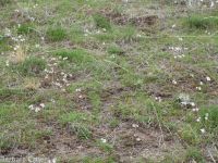 bulbous woodlandstar or prairiestar (<em>Lithophragma glabrum</em>)