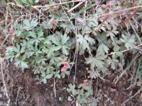 bulbous woodlandstar or prairiestar (<em>Lithophragma glabrum</em>)