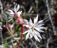 bulbous woodlandstar or prairiestar (<em>Lithophragma glabrum</em>)