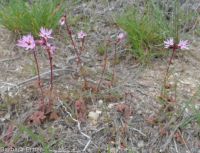 bulbous woodlandstar or prairiestar (<em>Lithophragma glabrum</em>)