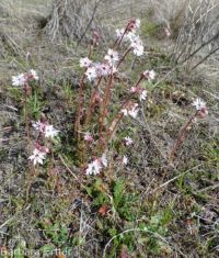bulbous woodlandstar or prairiestar (<em>Lithophragma glabrum</em>)