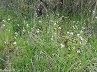 smallflower woodlandstar or prairiestar (<em>Lithophragma parviflorum</em>)