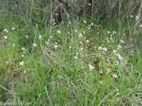 smallflower woodlandstar or prairiestar (<em>Lithophragma parviflorum</em>)