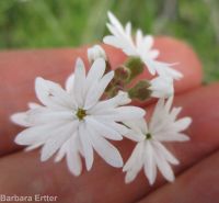 smallflower woodlandstar or prairiestar (<em>Lithophragma parviflorum</em>)