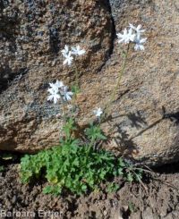 smallflower woodlandstar or prairiestar (<em>Lithophragma parviflorum</em>)