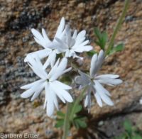 smallflower woodlandstar or prairiestar (<em>Lithophragma parviflorum</em>)