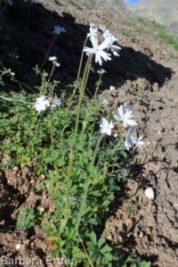 smallflower woodlandstar or prairiestar (<em>Lithophragma parviflorum</em>)