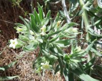 stoneseed, puccoon, gromwell (<em>Lithospermum ruderale</em>)