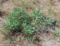 stoneseed, puccoon, gromwell (<em>Lithospermum ruderale</em>)