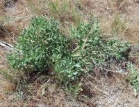 stoneseed, puccoon, gromwell (<em>Lithospermum ruderale</em>)