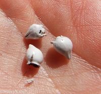 stoneseed, puccoon, gromwell (<em>Lithospermum ruderale</em>)